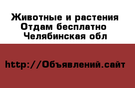 Животные и растения Отдам бесплатно. Челябинская обл.